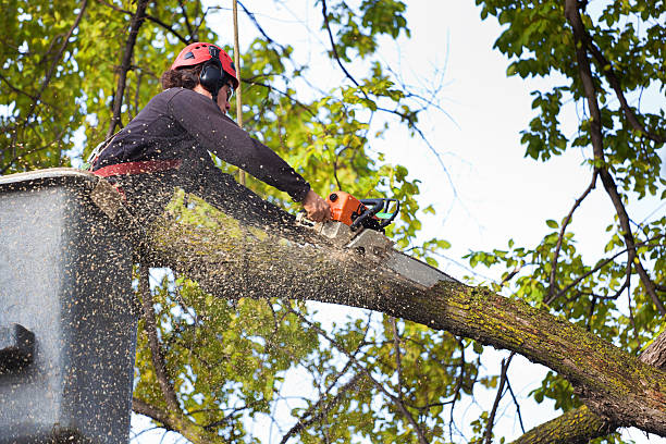 How Our Tree Care Process Works  in  Lantana, TX